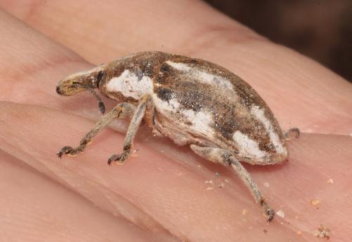 Réf. 265 230 : Larinus onopordi